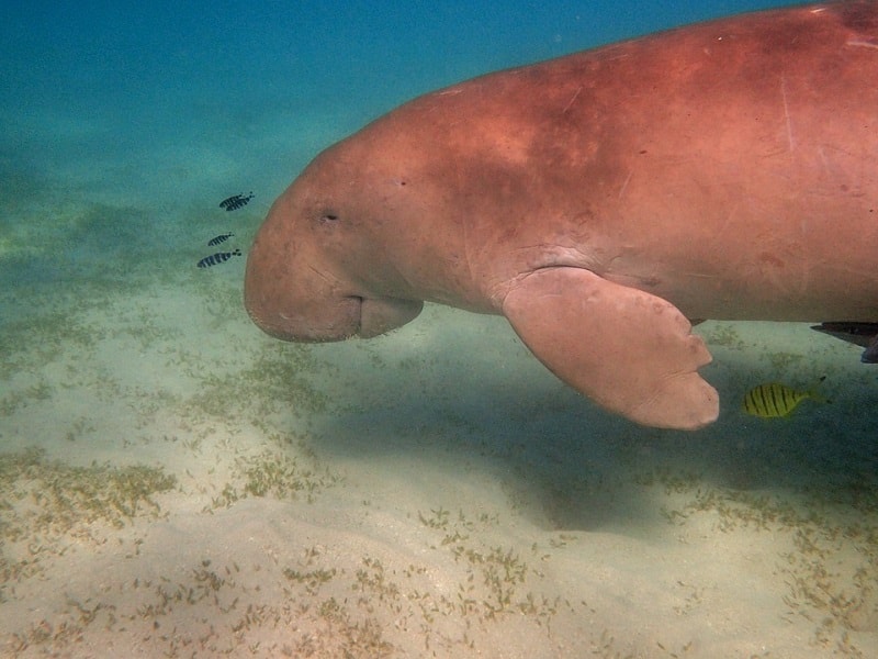 Un dugong pe fundul apei