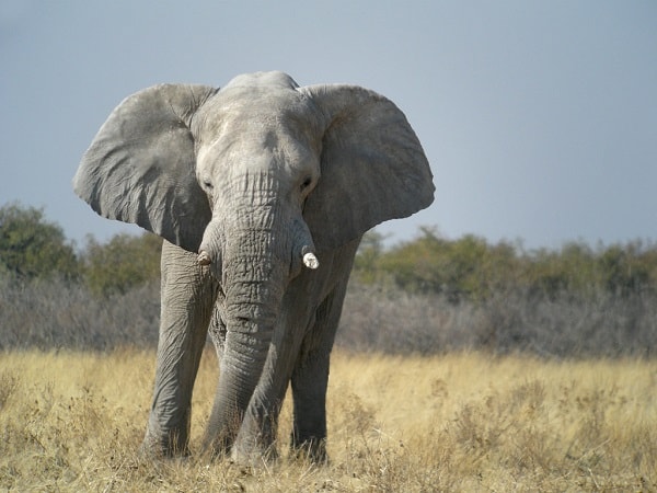 Elefant African