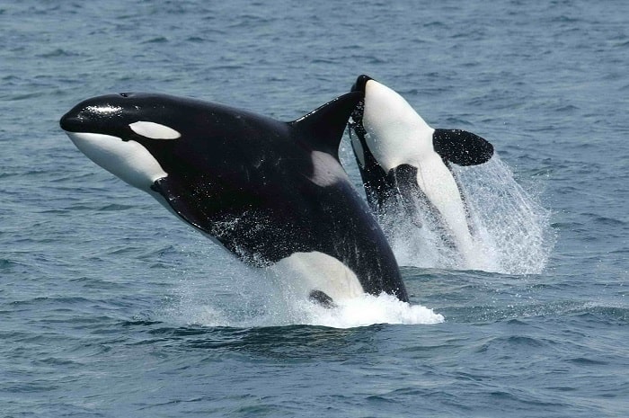 Orci (Balenele ucigase)