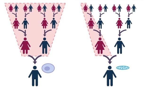 Dupa cum se vede în partea dreaptă, ADN-ul mitocondrial este moștenit doar de la mamele noastre