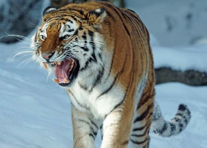 Tigrul Siberian