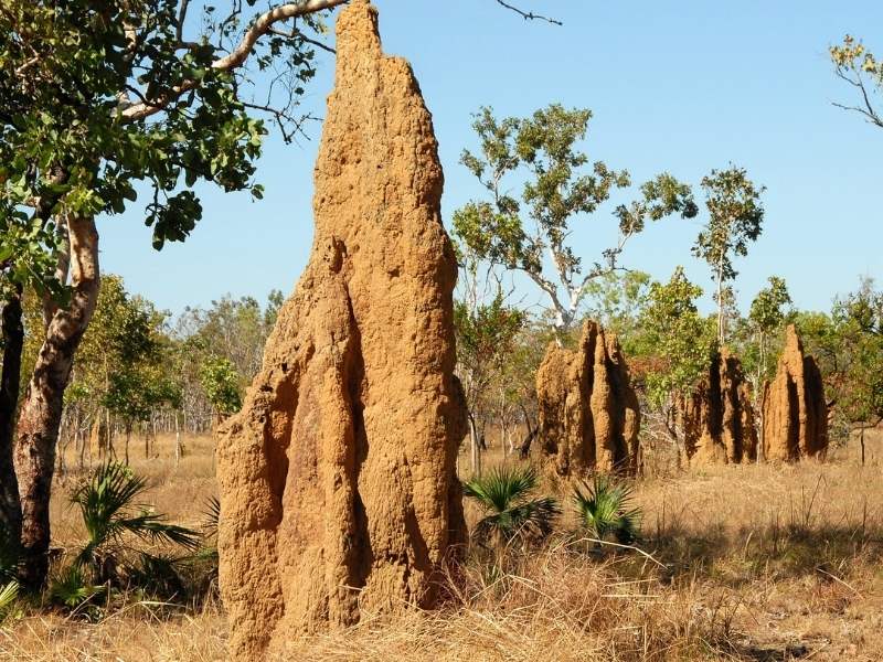 Constructie fabuloasă creată de către termite