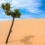 Dioxidul de carbon înverzește deșerturile