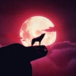 De ce urlă câinii și lupii la lună
